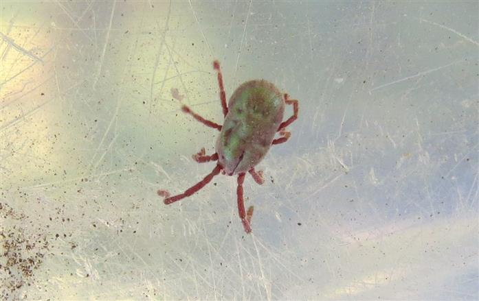 Another Prostigmata : cfr.  Erythraeidae